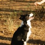 Dog Training Commands: Essential Tips for Success
