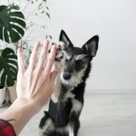 Dog Training Hand Signals: Master Communication Skills