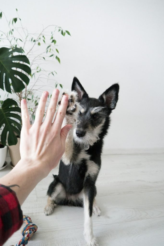 Dog Training Hand Signals: Master Communication Skills