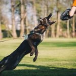 Dog Training No Jumping: Master Calm Canine Skills