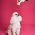 Dog Training Podcast: Unlock Your Pup’s Potential