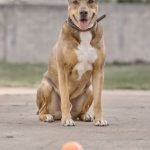 Dog Training Prices: Unveiling Affordable Options