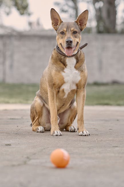 Dog Training Prices: Unveiling Affordable Options