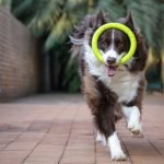 Dog Training Tips: Transform Your Pup’s Behavior Fast