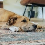 Dog Training for Rescue Dogs: Transform Lives Today