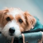 Dog Travel Insurance: Essential Tips for Pet Owners