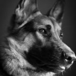 Dog Wizard Training: Unleash Your Pet’s Potential