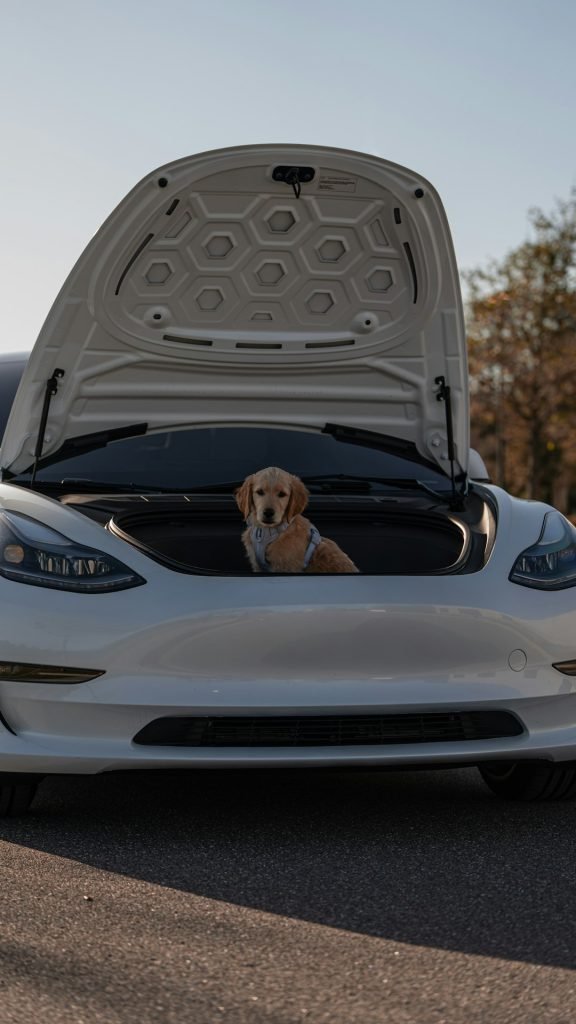 Doge Car Insurance Elon Musk: Revolutionizing Auto Coverage
