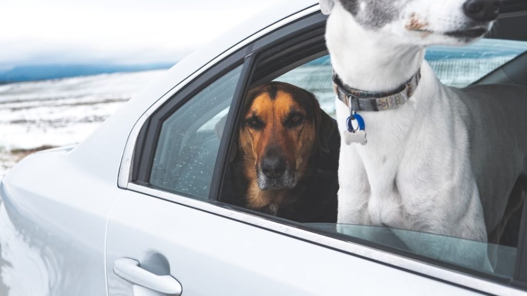 Doge Insurance Car: Secure Your Ride with Confidence