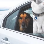 Doge Insurance Car: Secure Your Ride with Confidence