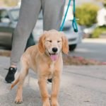 Doggy Street Dog Grooming: Transform Your Pup Today