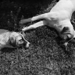 Dogs Breeding Videos: Unlock Expert Insights