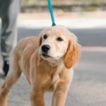 Dorothea Dog Rescue: Transforming Lives, One Paw at a Time