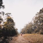 Easiest Dogs to Train: Discover Top Breeds for Success