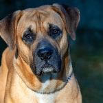English Mastiff Dog Breeds: Majestic Gentle Giants