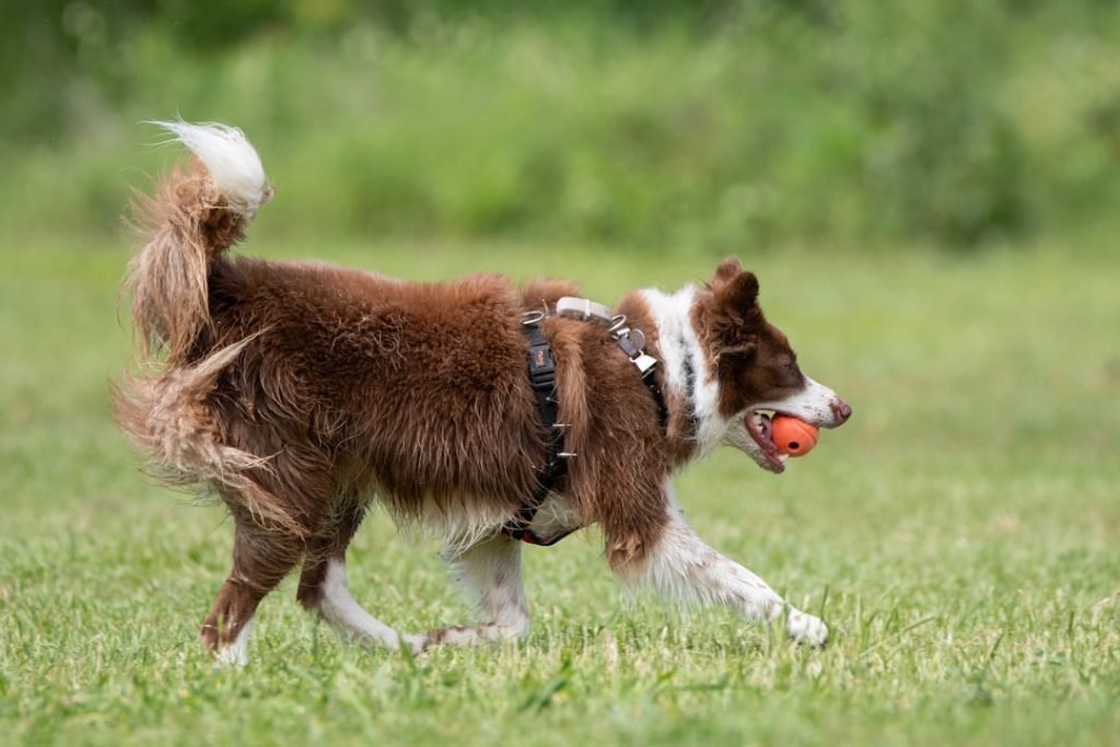 English Springer Spaniel Dog Breeds: Ultimate Guide