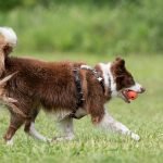 English Springer Spaniel Dog Breeds: Ultimate Guide