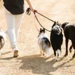 Epilepsy in Dogs And Diet: A Path to Better Health