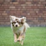 Fastest Dog Breeds: Discover Lightning-Speed Pups