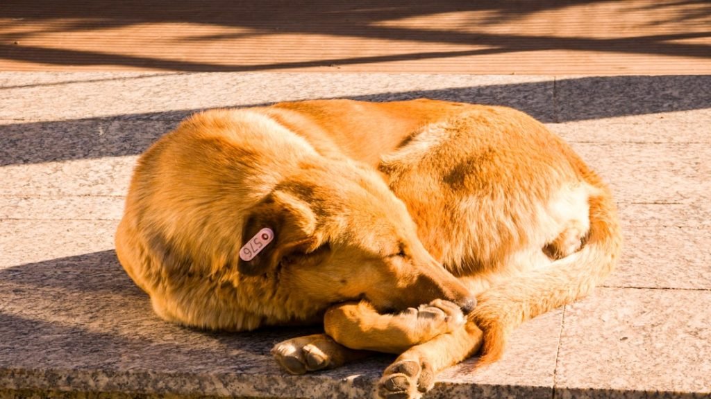 Female Dog in Heat Behaviour