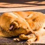 Female Dog in Heat Behaviour: What to Expect and Manage 2025
