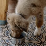 Food Aggressive Dog Training: Proven Techniques for Success