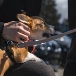 Free Dog Grooming License Ohio: Unlock Your Pet Business