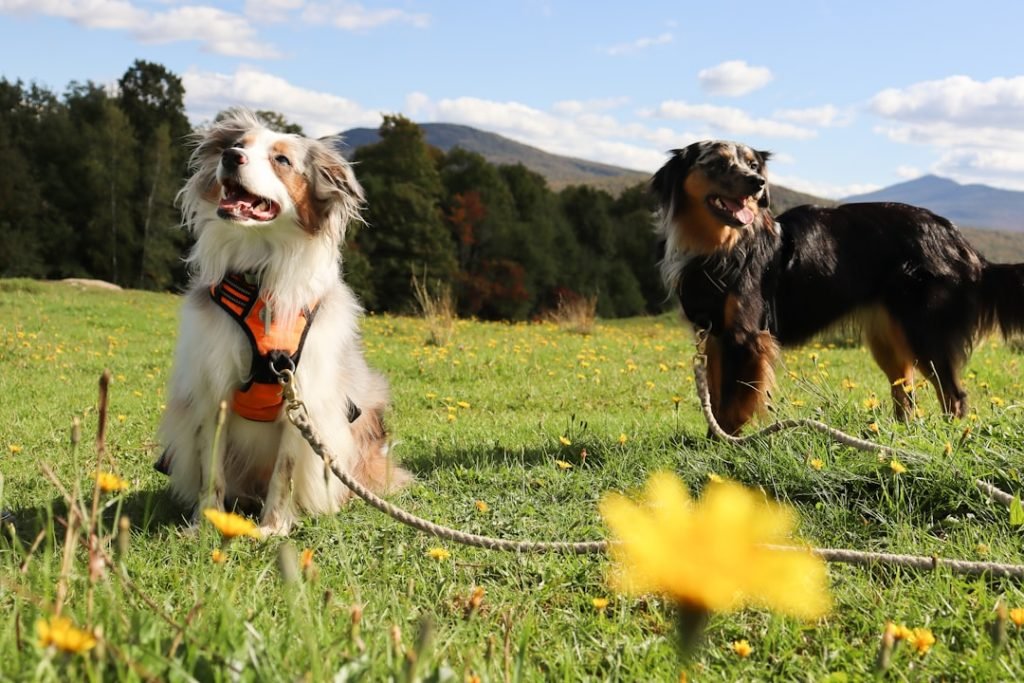 Fun Activities for Dogs: Unleash Joyful Adventures