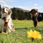 Fun Activities for Dogs: Unleash Joyful Adventures