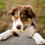 Geico Dog Insurance: Protect Your Pup Today