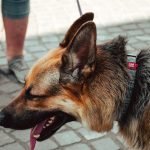 German Dog Breeds: Discover Your Perfect Canine Companion