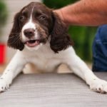 Get Dog to Stop Jumping on Guests: Proven Tips