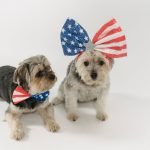 Gold Star Dog Training: Transform Your Pup Today