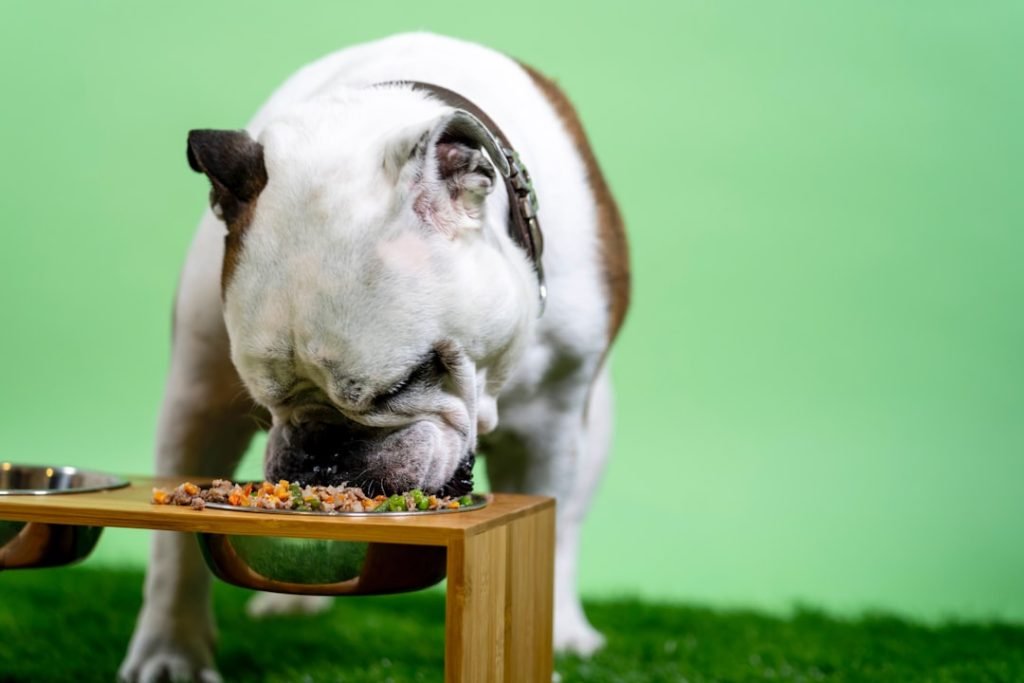 Good Dog Food for Joint Health: Boost Mobility Naturally