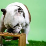 Good Dog Food for Joint Health: Boost Mobility Naturally