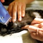 Good Dog Grooming Shears: Top Picks for Perfect Cuts