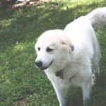 Great Pyrenees Dog Grooming: Essential Tips Revealed