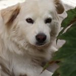 Great Pyrenees Dog Training: Mastering Gentle Giants