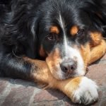 Greater Swiss Mountain Dog Rescue: Saving Gentle Giants