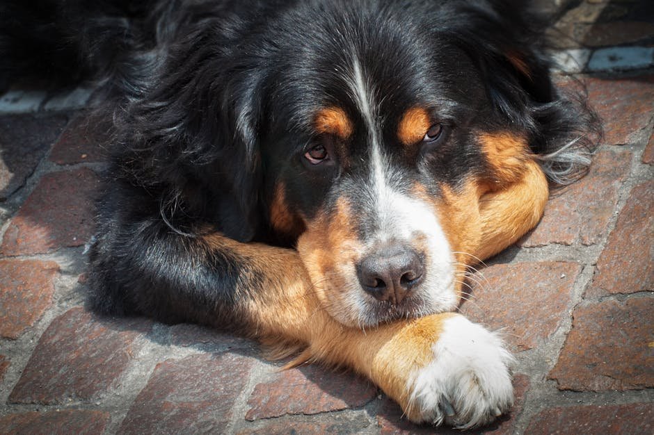 Greater Swiss Mountain Dog Rescue: Saving Gentle Giants