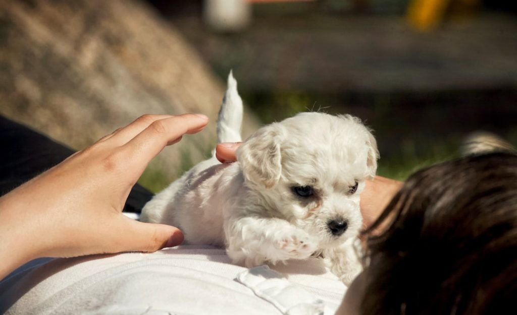 Greenfield Hill Dog Grooming: Pamper Your Pup Today!