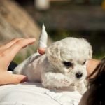 Greenfield Hill Dog Grooming: Pamper Your Pup Today!