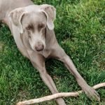 Greyhound Dog Training: Master Techniques for Success