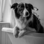 Grooming Border Collie Dogs: Tips for a Flawless Coat
