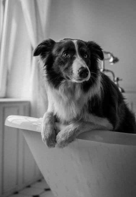 Grooming Border Collie Dogs: Tips for a Flawless Coat