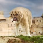 Grooming Styles Maltese Dogs: Ultimate Guide to Elegance