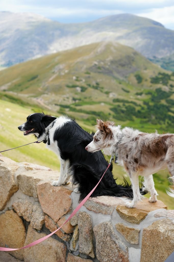 Grooming a Great Pyrenees Dog: Tips for Flawless Fur