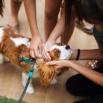 Guau Dog Grooming: Transform Your Pet’s Style Today!