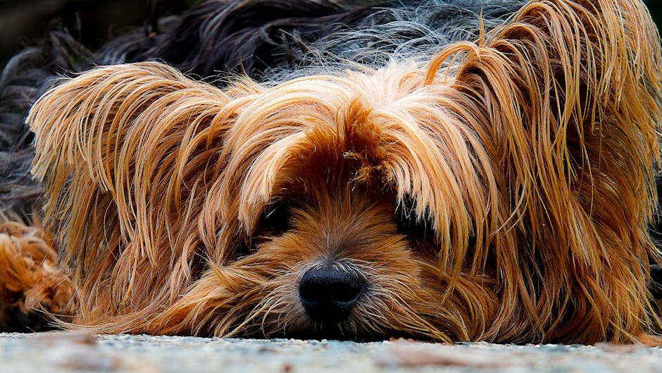 Hairy Dog Breeds: Ultimate Guide to Furry Companions