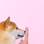Hand Gestures for Dog Training: Master Non-Verbal Cues